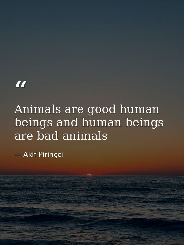 Animals are good human beings and human beings are bad animals — Akif Pirinçci