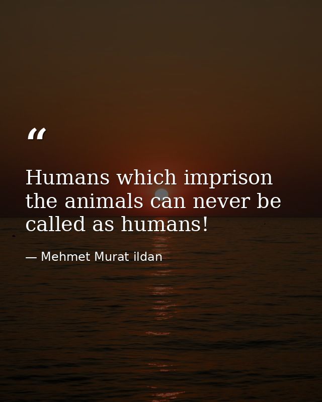 Humans which imprison the animals can never be called as humans! — Mehmet Murat ildan