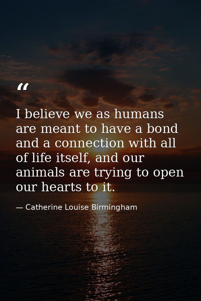 I believe we as humans are meant to have a bond and a connection with all of life itself, and our animals are trying to  — Catherine Louise Birmingham