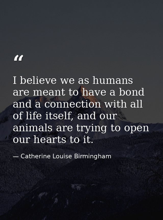 I believe we as humans are meant to have a bond and a connection with all of life itself, and our animals are trying to  — Catherine Louise Birmingham