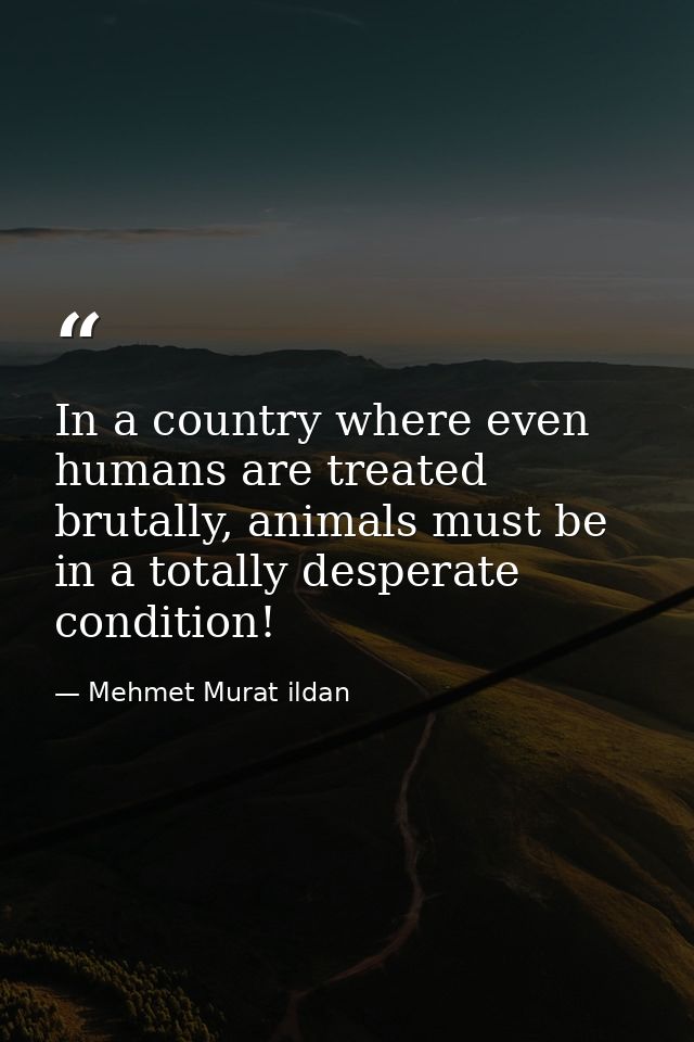 In a country where even humans are treated brutally, animals must be in a totally desperate condition! — Mehmet Murat ildan