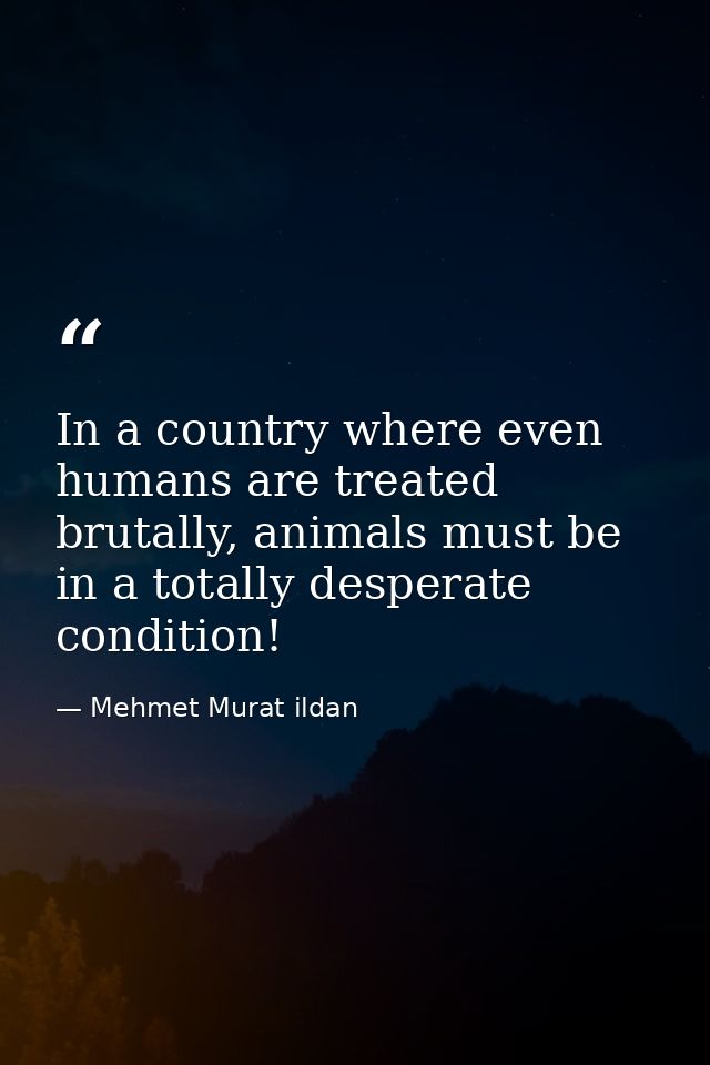 In a country where even humans are treated brutally, animals must be in a totally desperate condition! — Mehmet Murat ildan