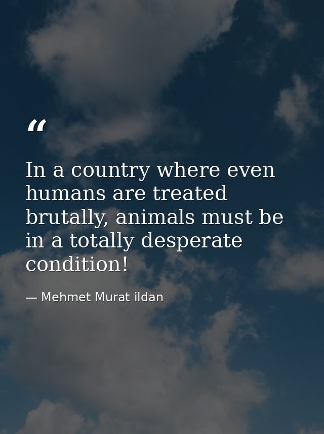 In a country where even humans are treated brutally, animals must be in a totally desperate condition! — Mehmet Murat ildan