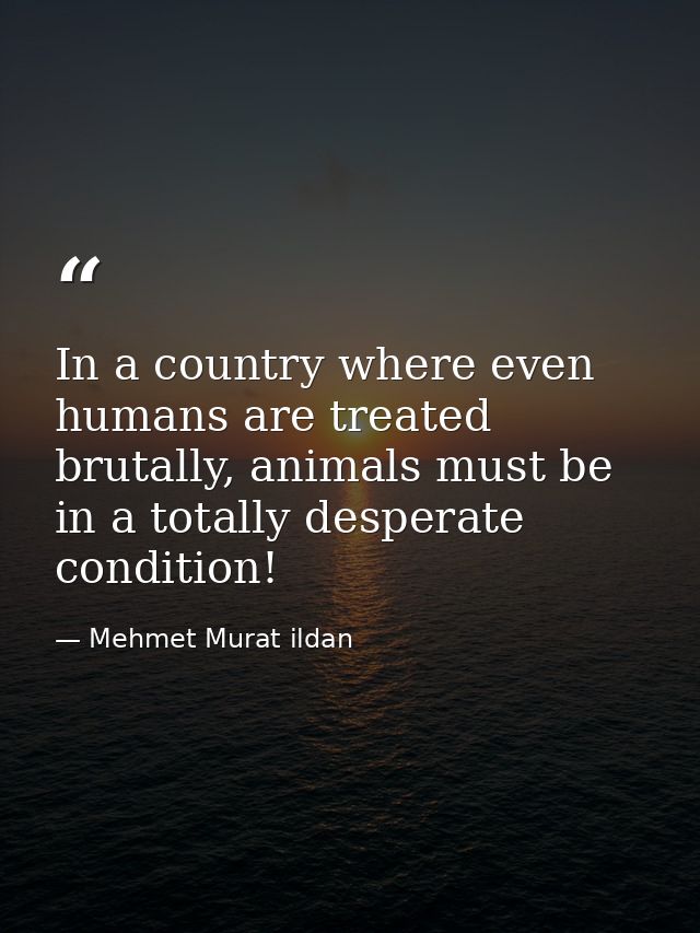 In a country where even humans are treated brutally, animals must be in a totally desperate condition! — Mehmet Murat ildan