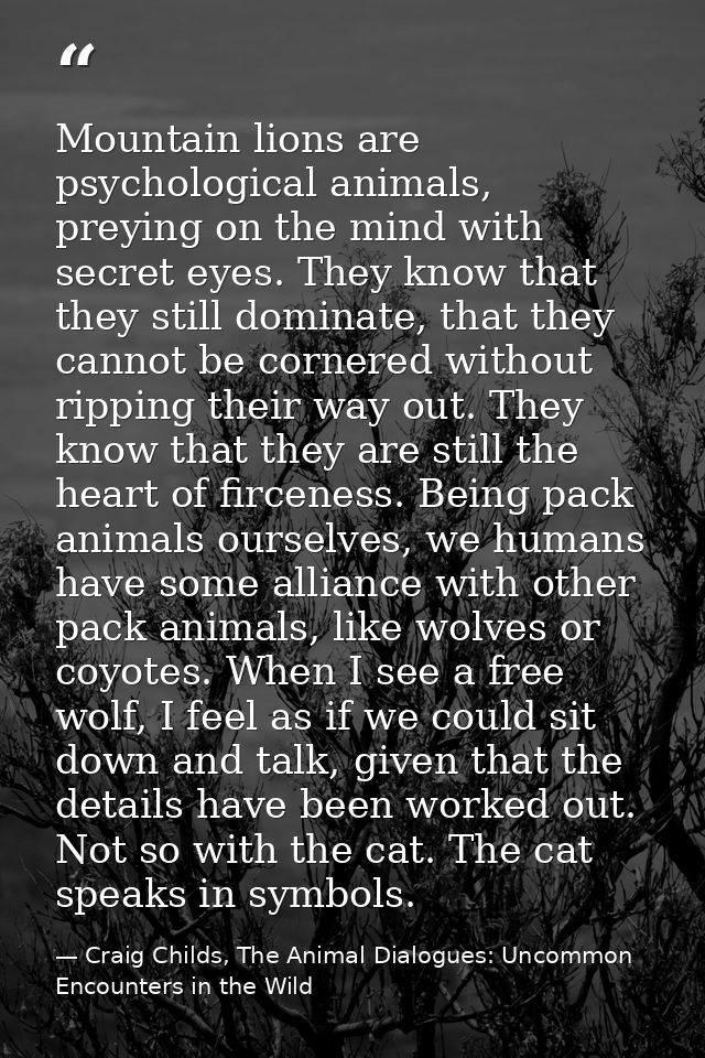Mountain lions are psychological animals, preying on the mind with secret eyes. They know that they still dominate, that — Craig Childs, The Animal Dialogues: Uncommon Encounters in the Wild