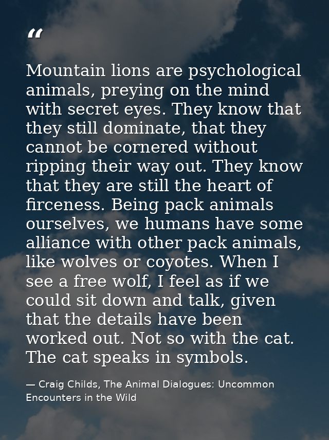 Mountain lions are psychological animals, preying on the mind with secret eyes. They know that they still dominate, that — Craig Childs, The Animal Dialogues: Uncommon Encounters in the Wild