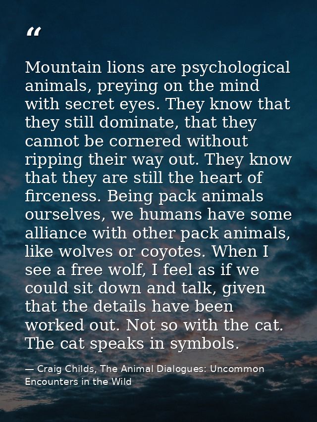 Mountain lions are psychological animals, preying on the mind with secret eyes. They know that they still dominate, that — Craig Childs, The Animal Dialogues: Uncommon Encounters in the Wild