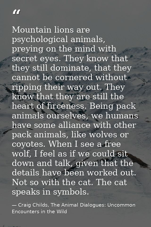 Mountain lions are psychological animals, preying on the mind with secret eyes. They know that they still dominate, that — Craig Childs, The Animal Dialogues: Uncommon Encounters in the Wild