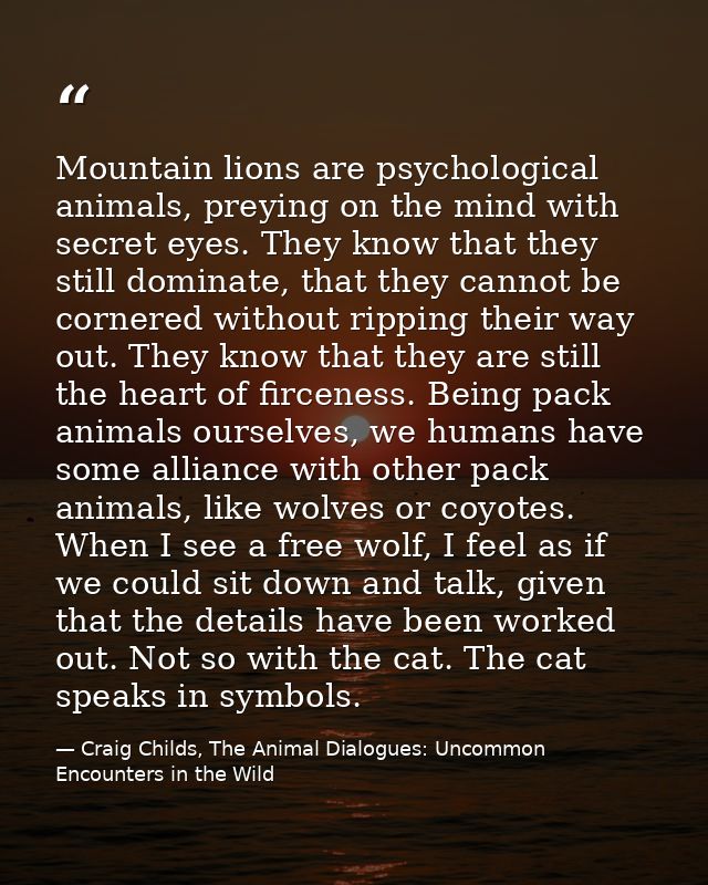 Mountain lions are psychological animals, preying on the mind with secret eyes. They know that they still dominate, that — Craig Childs, The Animal Dialogues: Uncommon Encounters in the Wild