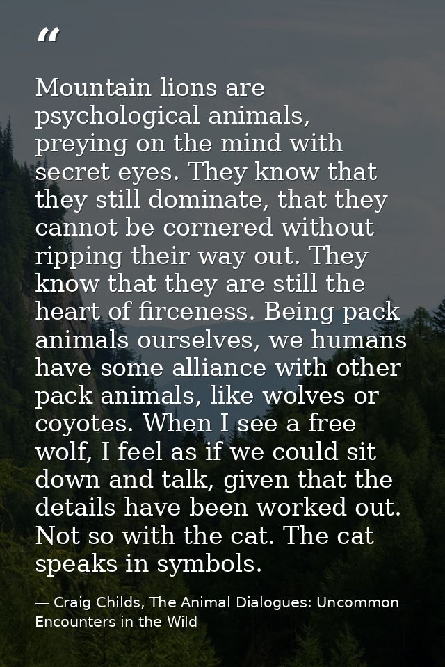 Mountain lions are psychological animals, preying on the mind with secret eyes. They know that they still dominate, that — Craig Childs, The Animal Dialogues: Uncommon Encounters in the Wild