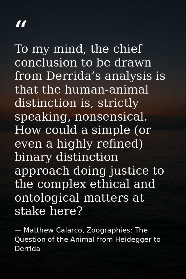 To my mind, the chief conclusion to be drawn from Derrida’s analysis is that the human-animal distinction is, strictly s — Matthew Calarco, Zoographies: The Question of the Animal from Heidegger to Derrida