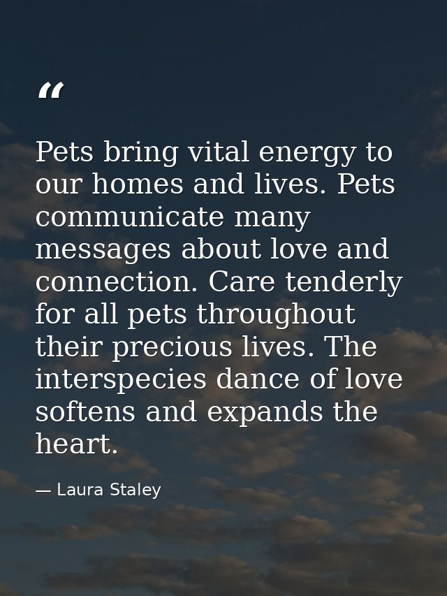 Pets bring vital energy to our homes and lives. Pets communicate many messages about love and connection. Care tenderly  — Laura Staley