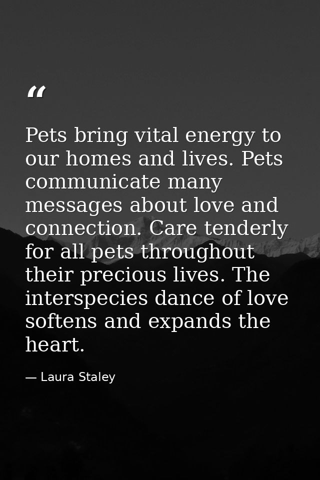 Pets bring vital energy to our homes and lives. Pets communicate many messages about love and connection. Care tenderly  — Laura Staley