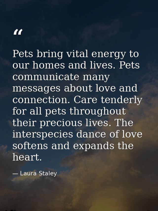Pets bring vital energy to our homes and lives. Pets communicate many messages about love and connection. Care tenderly  — Laura Staley