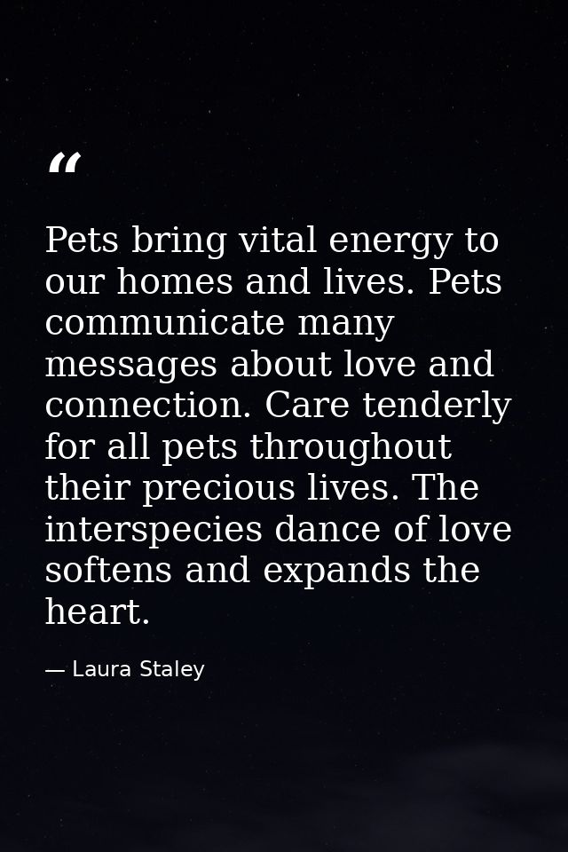 Pets bring vital energy to our homes and lives. Pets communicate many messages about love and connection. Care tenderly  — Laura Staley