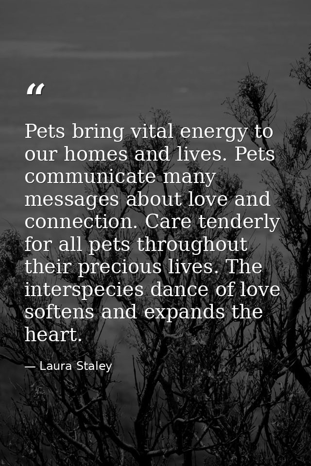 Pets bring vital energy to our homes and lives. Pets communicate many messages about love and connection. Care tenderly  — Laura Staley
