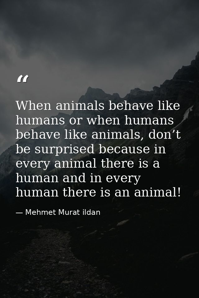 When animals behave like humans or when humans behave like animals, don’t be surprised because in every animal there is  — Mehmet Murat ildan