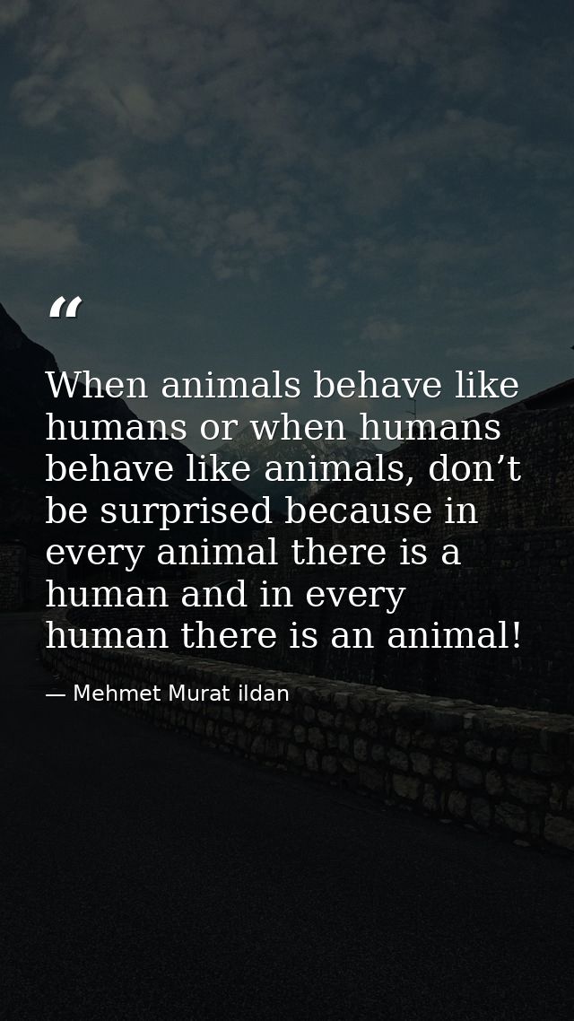 When animals behave like humans or when humans behave like animals, don’t be surprised because in every animal there is  — Mehmet Murat ildan