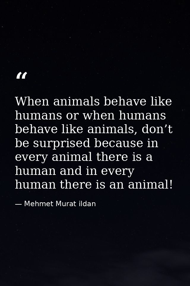When animals behave like humans or when humans behave like animals, don’t be surprised because in every animal there is  — Mehmet Murat ildan