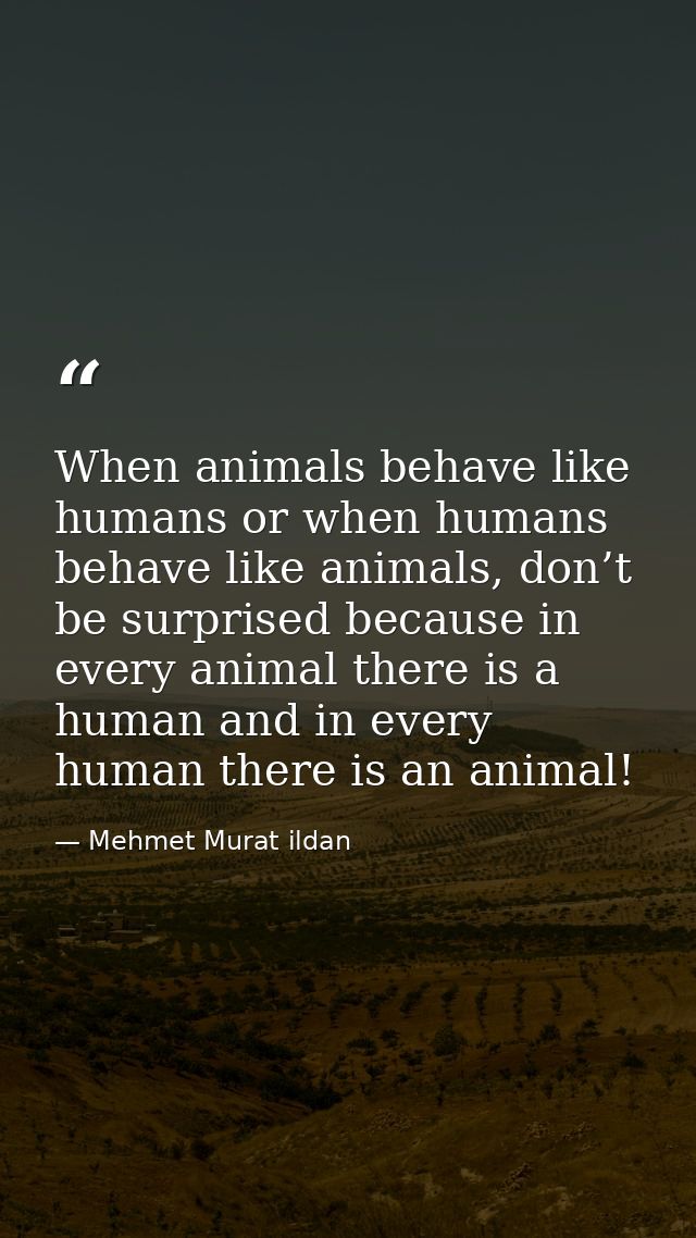 When animals behave like humans or when humans behave like animals, don’t be surprised because in every animal there is  — Mehmet Murat ildan