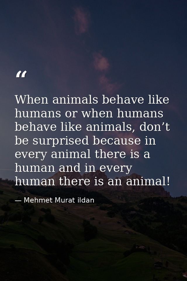 When animals behave like humans or when humans behave like animals, don’t be surprised because in every animal there is  — Mehmet Murat ildan