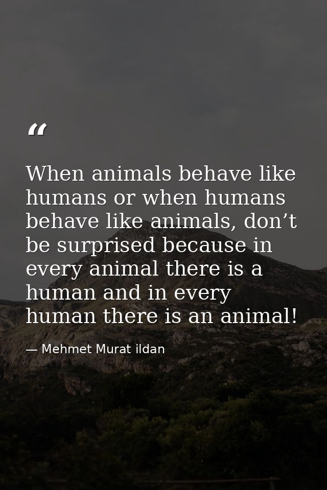 When animals behave like humans or when humans behave like animals, don’t be surprised because in every animal there is  — Mehmet Murat ildan