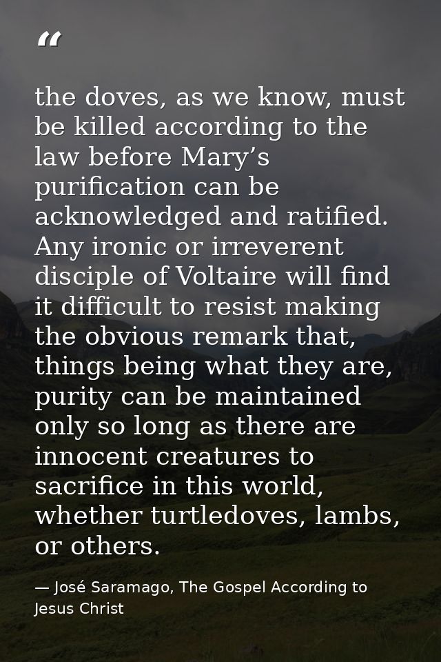 the doves, as we know, must be killed according to the law before Mary’s purification can be acknowledged and ratified.  — José Saramago, The Gospel According to Jesus Christ