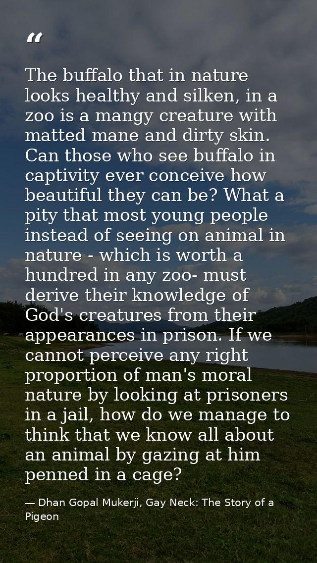 The buffalo that in nature looks healthy and silken, in a zoo is a mangy creature with matted mane and dirty skin. Can t — Dhan Gopal Mukerji, Gay Neck: The Story of a Pigeon