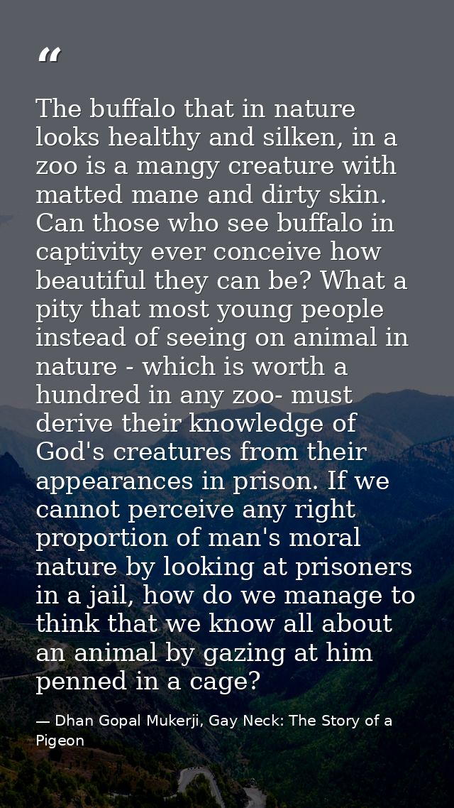 The buffalo that in nature looks healthy and silken, in a zoo is a mangy creature with matted mane and dirty skin. Can t — Dhan Gopal Mukerji, Gay Neck: The Story of a Pigeon
