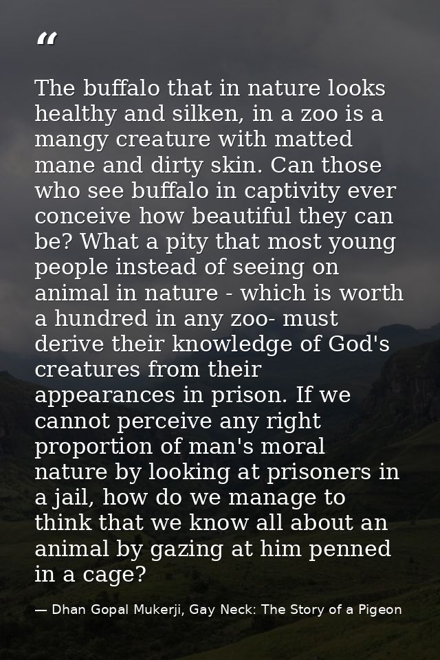 The buffalo that in nature looks healthy and silken, in a zoo is a mangy creature with matted mane and dirty skin. Can t — Dhan Gopal Mukerji, Gay Neck: The Story of a Pigeon