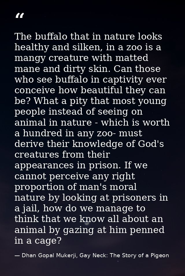 The buffalo that in nature looks healthy and silken, in a zoo is a mangy creature with matted mane and dirty skin. Can t — Dhan Gopal Mukerji, Gay Neck: The Story of a Pigeon