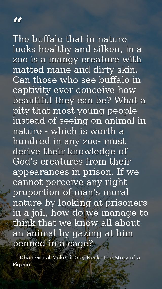 The buffalo that in nature looks healthy and silken, in a zoo is a mangy creature with matted mane and dirty skin. Can t — Dhan Gopal Mukerji, Gay Neck: The Story of a Pigeon