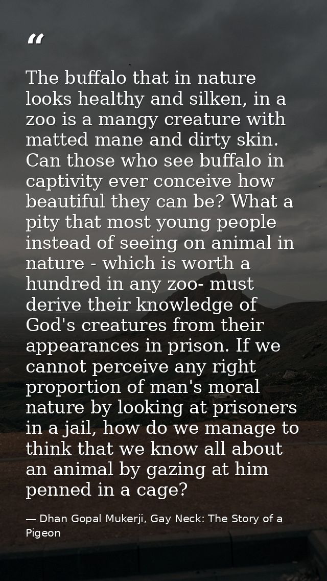 The buffalo that in nature looks healthy and silken, in a zoo is a mangy creature with matted mane and dirty skin. Can t — Dhan Gopal Mukerji, Gay Neck: The Story of a Pigeon