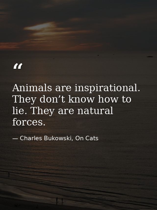 Animals are inspirational. They don’t know how to lie. They are natural forces. — Charles Bukowski, On Cats