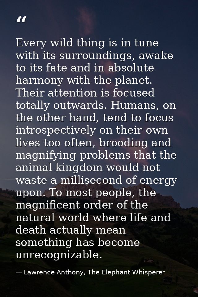 Every wild thing is in tune with its surroundings, awake to its fate and in absolute harmony with the planet. Their atte — Lawrence Anthony, The Elephant Whisperer