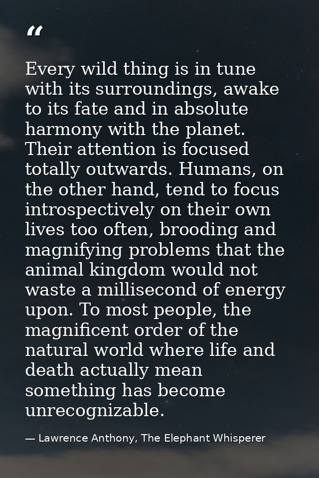 Every wild thing is in tune with its surroundings, awake to its fate and in absolute harmony with the planet. Their atte — Lawrence Anthony, The Elephant Whisperer