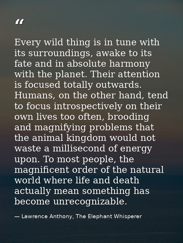 Every wild thing is in tune with its surroundings, awake to its fate and in absolute harmony with the planet. Their atte — Lawrence Anthony, The Elephant Whisperer