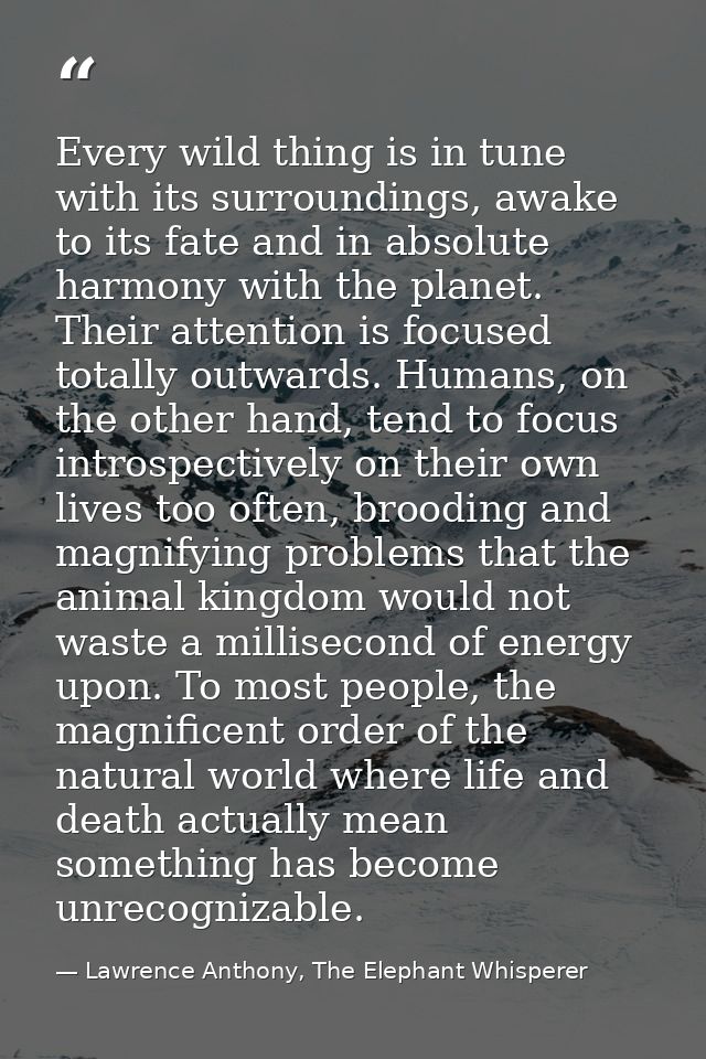 Every wild thing is in tune with its surroundings, awake to its fate and in absolute harmony with the planet. Their atte — Lawrence Anthony, The Elephant Whisperer