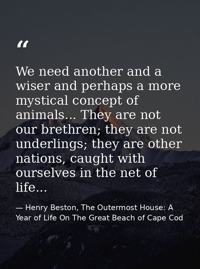 We need another and a wiser and perhaps a more mystical concept of animals... They are not our brethren; they are not un — Henry Beston, The Outermost House: A Year of Life On The Great Beach of Cape Cod