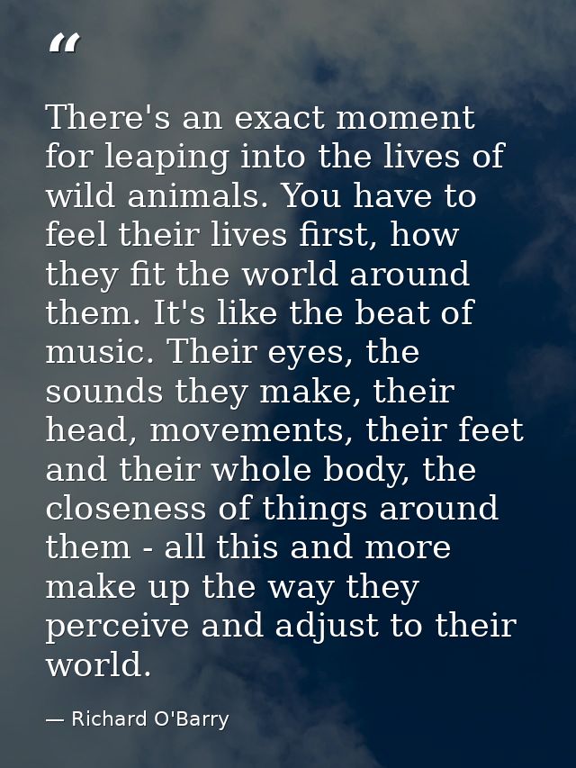 There's an exact moment for leaping into the lives of wild animals. You have to feel their lives first, how they fit the — Richard O'Barry