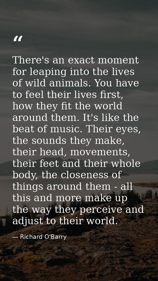 There's an exact moment for leaping into the lives of wild animals. You have to feel their lives first, how they fit the — Richard O'Barry