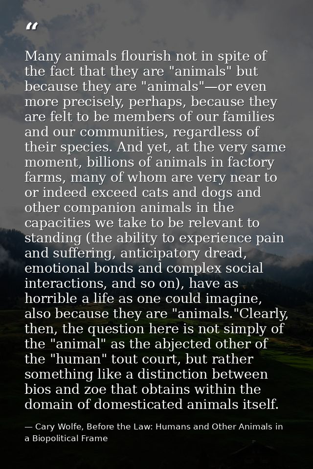 Many animals flourish not in spite of the fact that they are "animals" but because they are "animals"—or even more preci — Cary Wolfe, Before the Law: Humans and Other Animals in a Biopolitical Frame