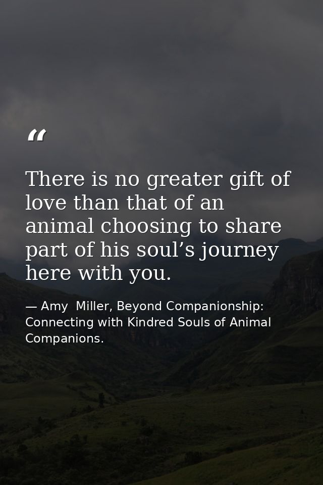 There is no greater gift of love than that of an animal choosing to share part of his soul’s journey here with you. — Amy  Miller, Beyond Companionship: Connecting with Kindred Souls of Animal Companions.