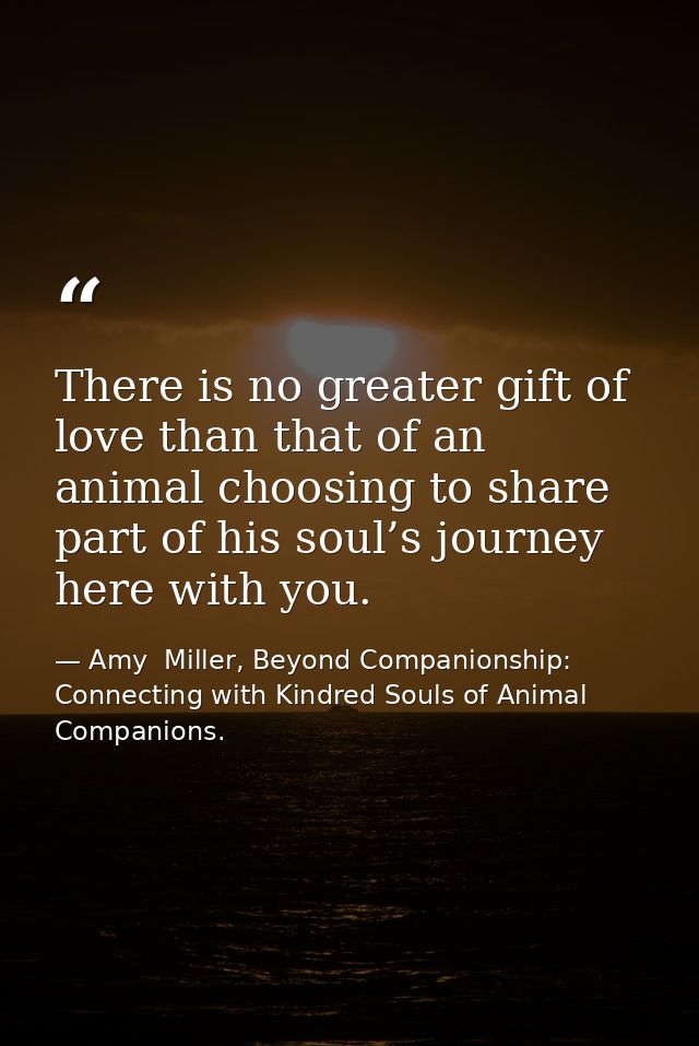 There is no greater gift of love than that of an animal choosing to share part of his soul’s journey here with you. — Amy  Miller, Beyond Companionship: Connecting with Kindred Souls of Animal Companions.