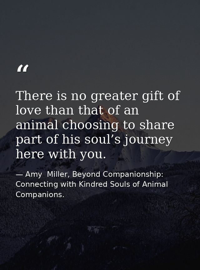 There is no greater gift of love than that of an animal choosing to share part of his soul’s journey here with you. — Amy  Miller, Beyond Companionship: Connecting with Kindred Souls of Animal Companions.