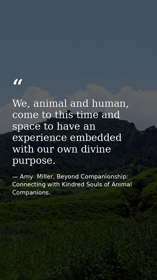 We, animal and human, come to this time and space to have an experience embedded with our own divine purpose. — Amy  Miller, Beyond Companionship: Connecting with Kindred Souls of Animal Companions.