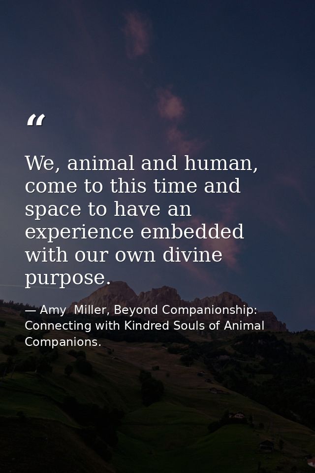 We, animal and human, come to this time and space to have an experience embedded with our own divine purpose. — Amy  Miller, Beyond Companionship: Connecting with Kindred Souls of Animal Companions.