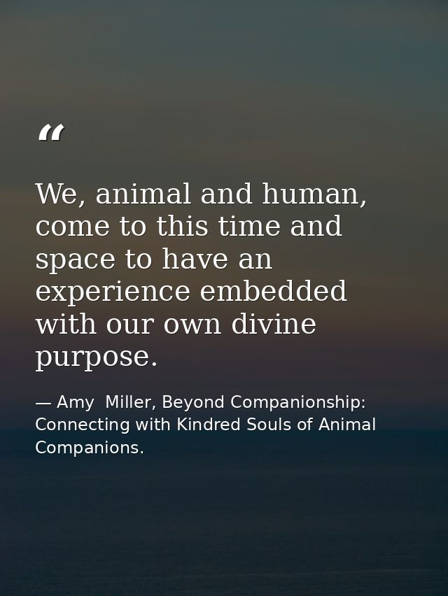 We, animal and human, come to this time and space to have an experience embedded with our own divine purpose. — Amy  Miller, Beyond Companionship: Connecting with Kindred Souls of Animal Companions.