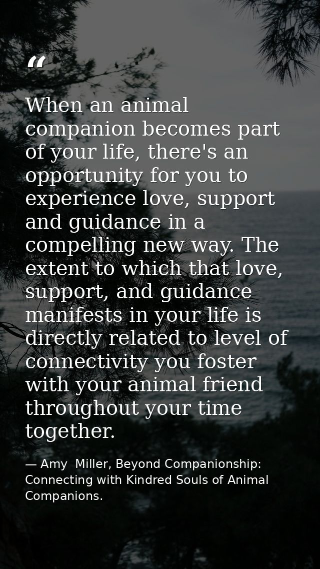 When an animal companion becomes part of your life, there's an opportunity for you to experience love, support and guida — Amy  Miller, Beyond Companionship: Connecting with Kindred Souls of Animal Companions.