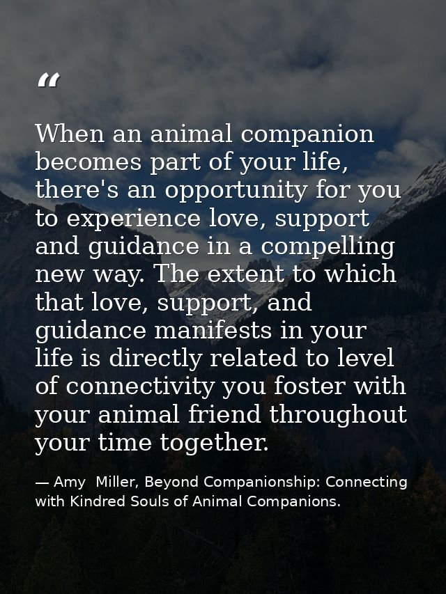 When an animal companion becomes part of your life, there's an opportunity for you to experience love, support and guida — Amy  Miller, Beyond Companionship: Connecting with Kindred Souls of Animal Companions.